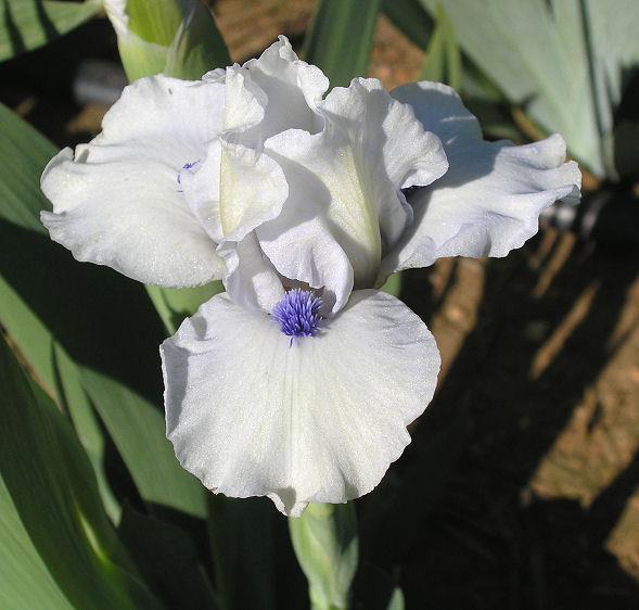 Photo of Standard Dwarf Bearded Iris (Iris 'Bluebeard's Ghost') uploaded by Misawa77