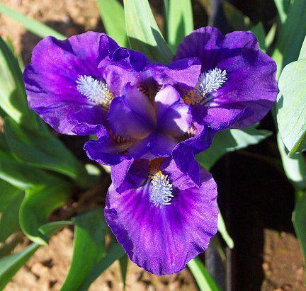 Photo of Standard Dwarf Bearded Iris (Iris 'Wizard's Return') uploaded by Misawa77