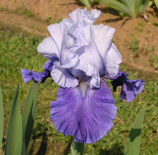 Photo of Tall Bearded Iris (Iris 'Mariposa Skies') uploaded by Misawa77