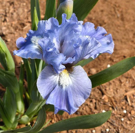 Photo of Standard Dwarf Bearded Iris (Iris 'Clear Blue Sky') uploaded by Misawa77