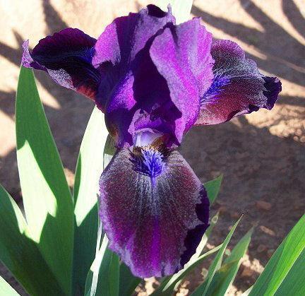 Photo of Standard Dwarf Bearded Iris (Iris 'Dark Crystal') uploaded by Misawa77