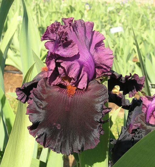 Photo of Tall Bearded Iris (Iris 'Magical Realism') uploaded by Misawa77