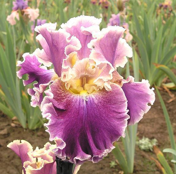 Photo of Tall Bearded Iris (Iris 'Montmartre') uploaded by Misawa77