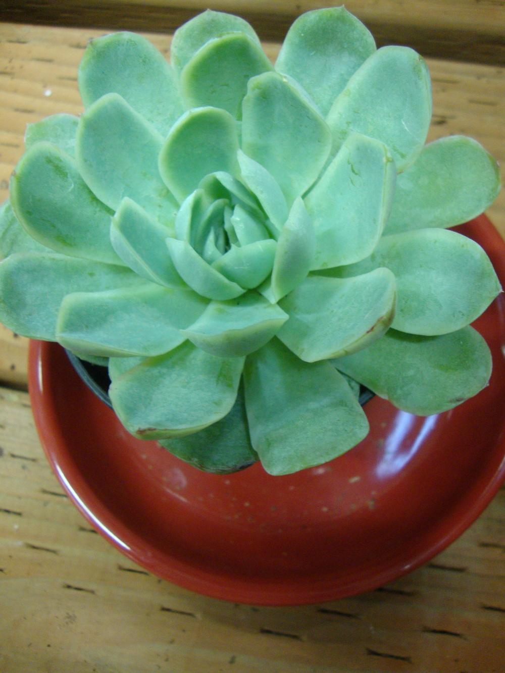 Photo of Mexican Snowball (Echeveria elegans) uploaded by Paul2032