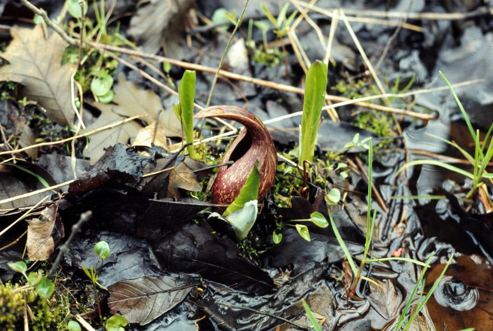 Photo of Skunk Cabbage (Symplocarpus foetidus) uploaded by admin