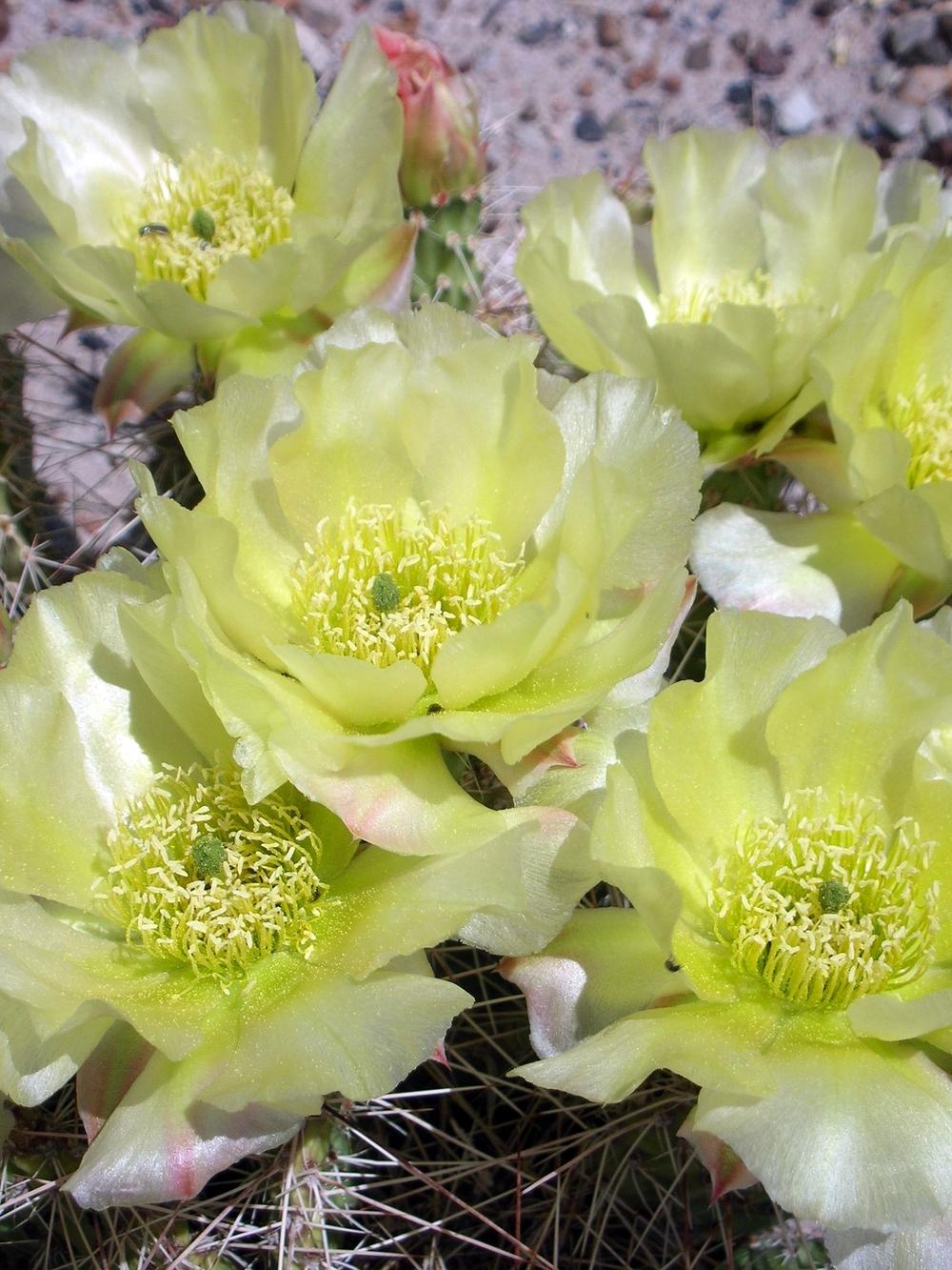 Photo of Prickly Pears (Opuntia) uploaded by admin