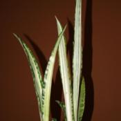 If you could have only one Sansevieria, maybe this is the one to 