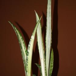 
Date: 2009-10-27
If you could have only one Sansevieria, maybe this is the one to 