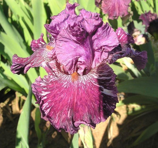 Photo of Tall Bearded Iris (Iris 'Peekaboo Zebu') uploaded by Misawa77
