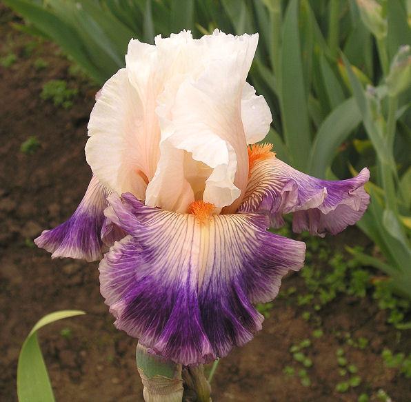 Photo of Tall Bearded Iris (Iris 'Pop Idol') uploaded by Misawa77