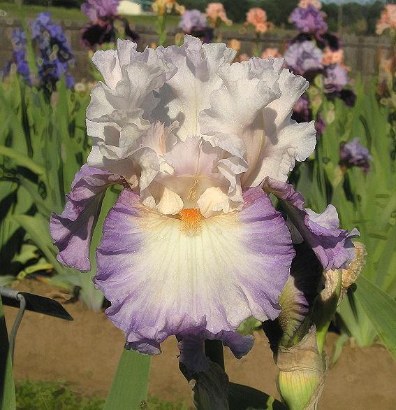Photo of Tall Bearded Iris (Iris 'Polite Applause') uploaded by Misawa77