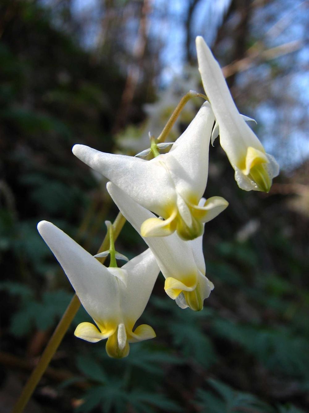 Photo of Dutchman's Breeches (Dicentra cucullaria) uploaded by admin
