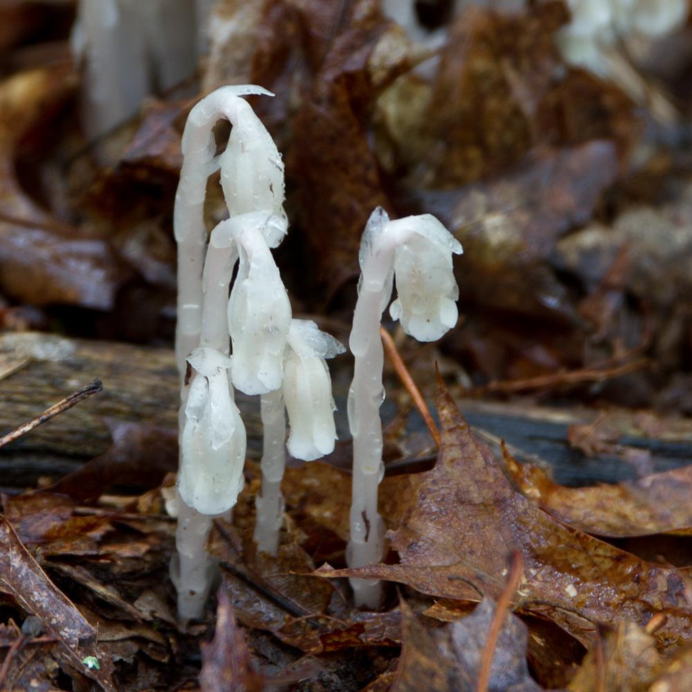 Photo of Indian Pipe (Monotropa uniflora) uploaded by admin