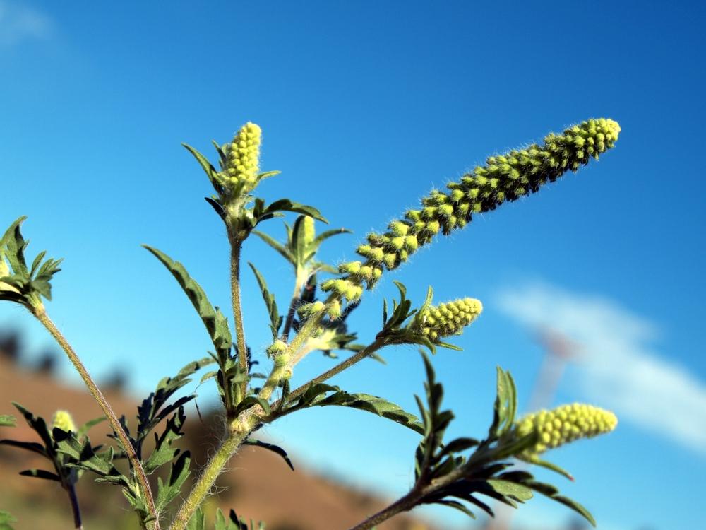 Photo of Common Ragweed (Ambrosia artemisiifolia) uploaded by admin