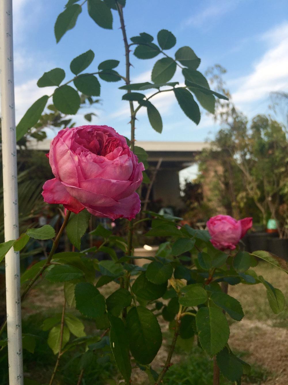 Photo of Rose (Rosa 'Gertrude Jekyll') uploaded by mattmackay22