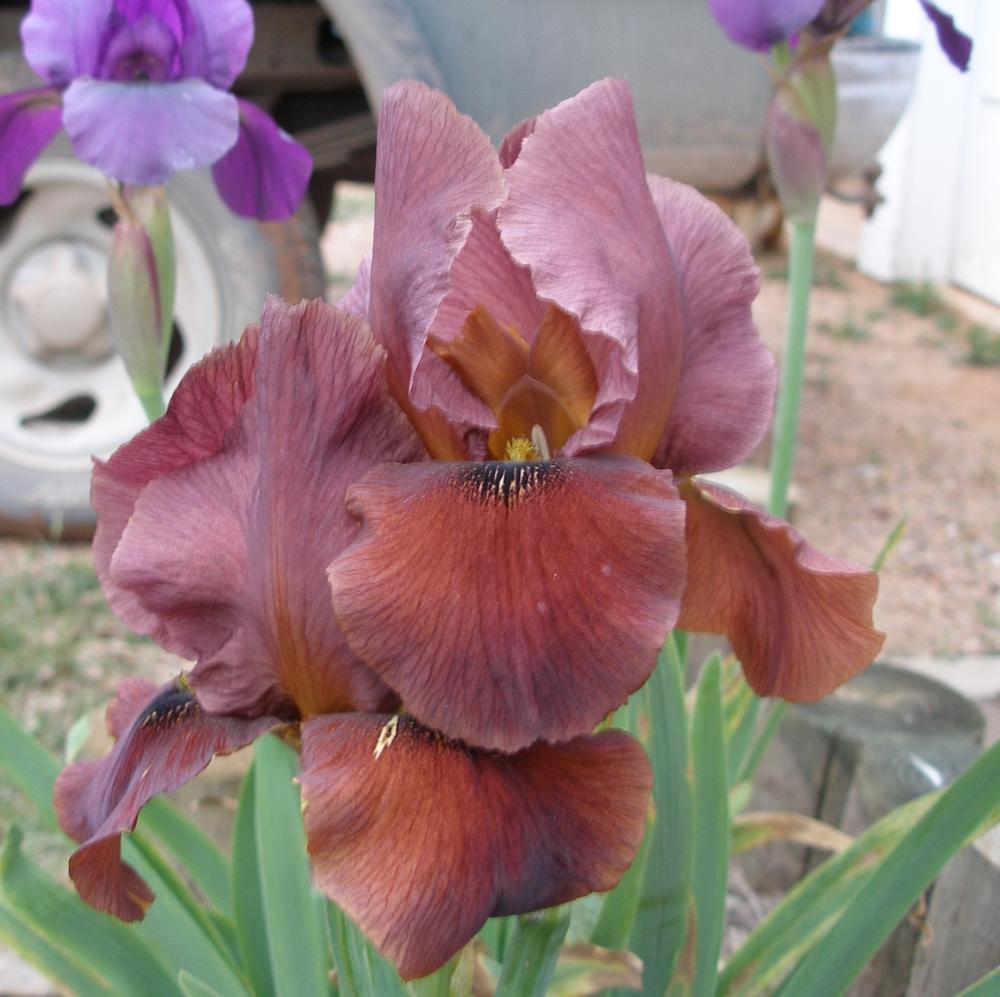 Photo of Arilbred Iris (Iris 'Arabian Archer') uploaded by needrain
