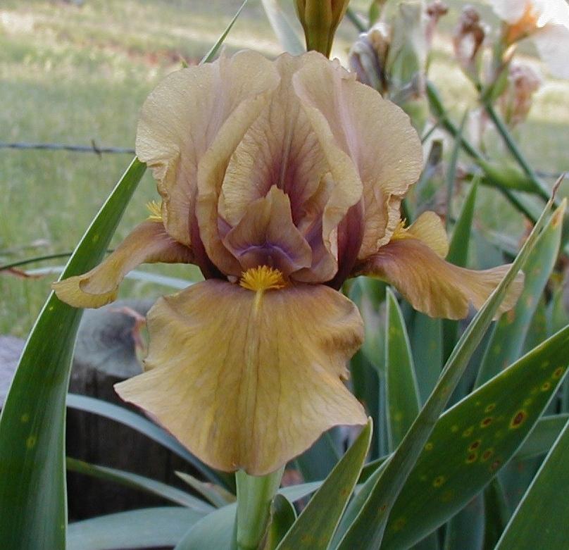 Photo of Intermediate Bearded Iris (Iris 'Shampoo') uploaded by needrain