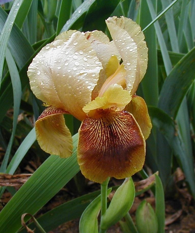 Photo of Arilbred Iris (Iris 'Aladdin's Treasure') uploaded by needrain
