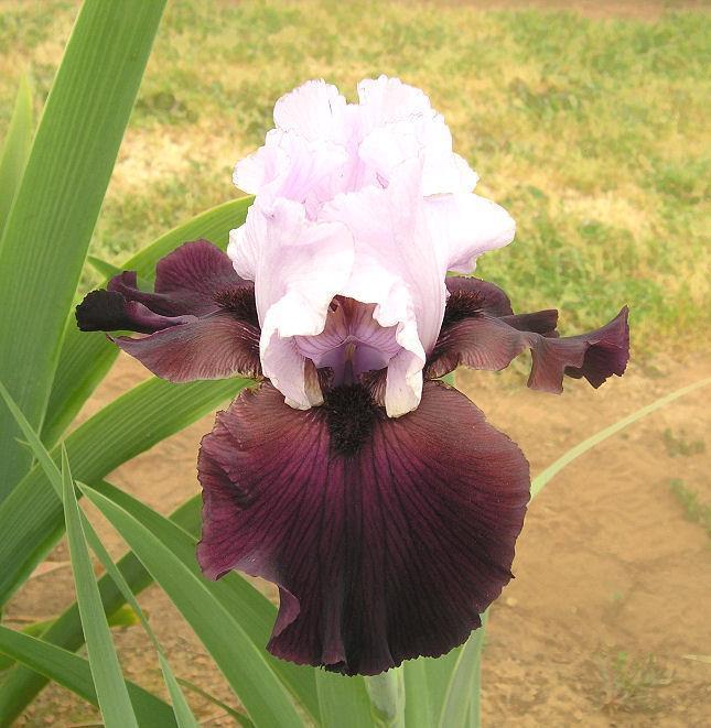 Photo of Tall Bearded Iris (Iris 'Private Eye') uploaded by Misawa77