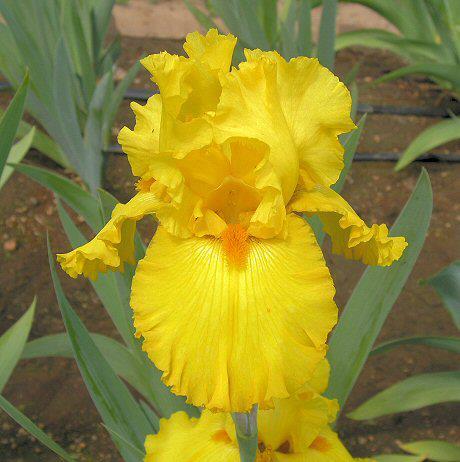 Photo of Tall Bearded Iris (Iris 'Pure as Gold') uploaded by Misawa77