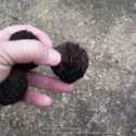 Cracking Black Walnuts