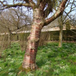 Location: Wallington Hall, Northumberland, UK
Date: 2009-03-17
Fabulous bark