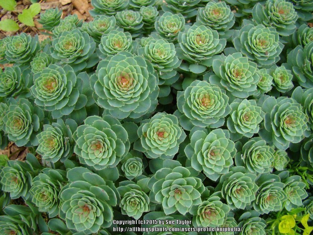 Photo of Rosewort (Rhodiola rosea) uploaded by kniphofia