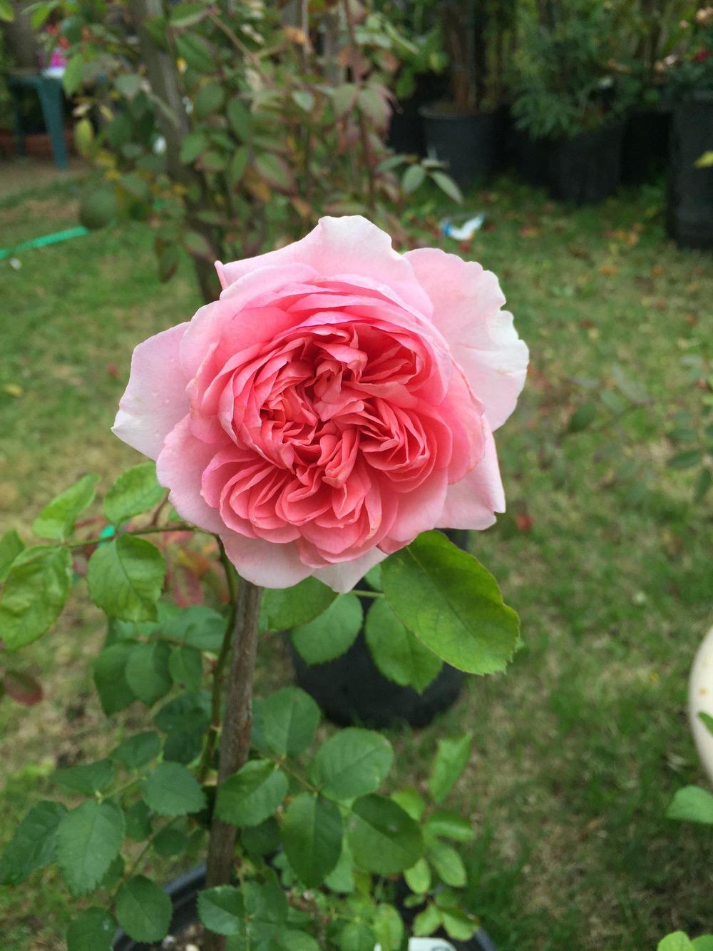 Photo of Rose (Rosa 'Radio Times') uploaded by mattmackay22