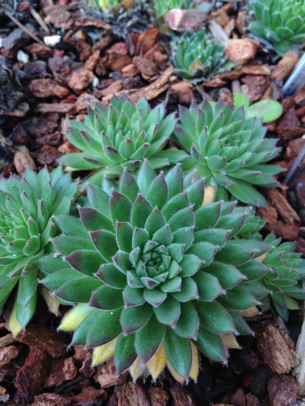 Photo of Hen and Chicks (Sempervivum 'Pax') uploaded by webesemps