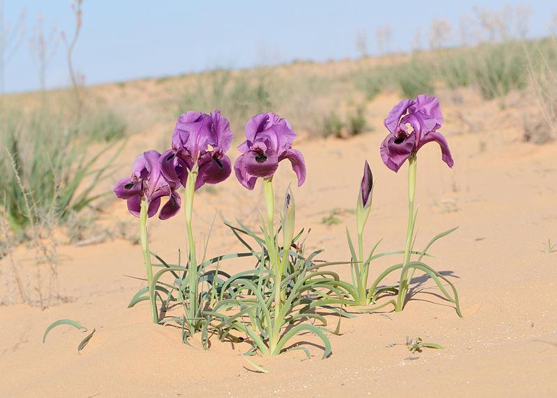 Photo of Species Iris (Iris mariae) uploaded by Calif_Sue