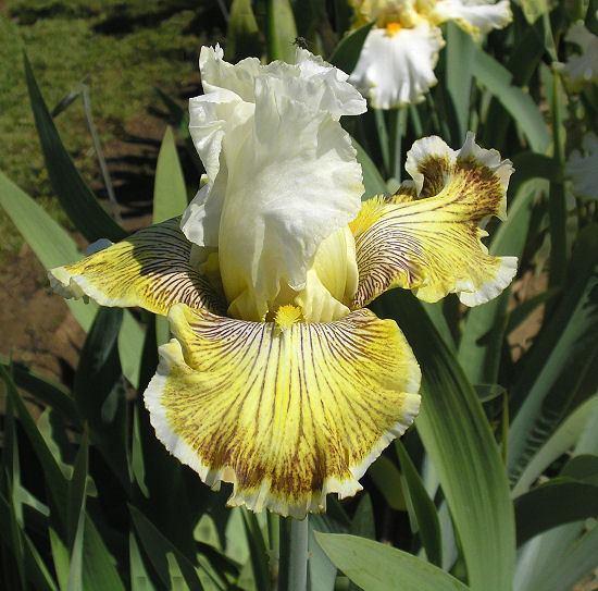 Photo of Tall Bearded Iris (Iris 'Spring Madness') uploaded by Misawa77