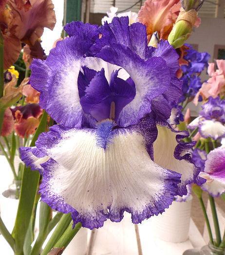 Photo of Tall Bearded Iris (Iris 'Spirit Rider') uploaded by Misawa77