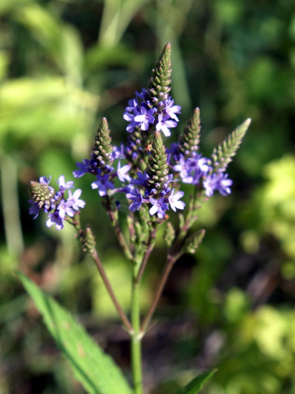 Photo of Blue Vervain (Verbena hastata) uploaded by admin