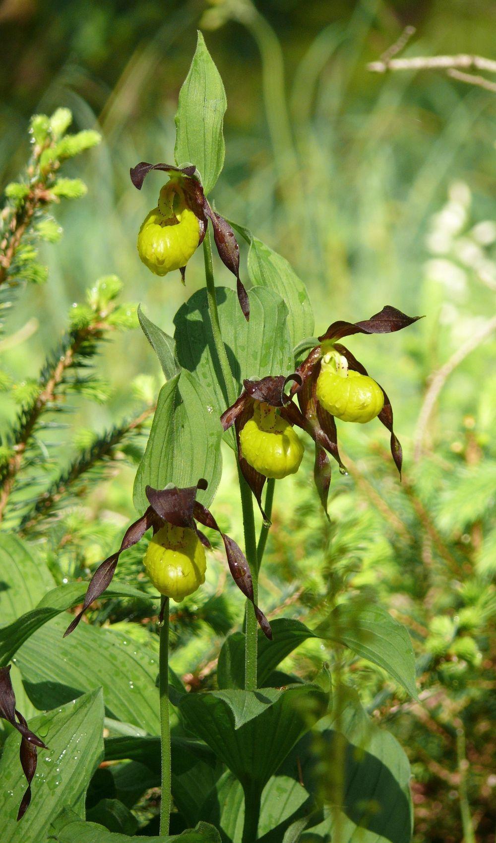 Photo of Yellow Lady's Slipper Orchid (Cypripedium calceolus) uploaded by admin