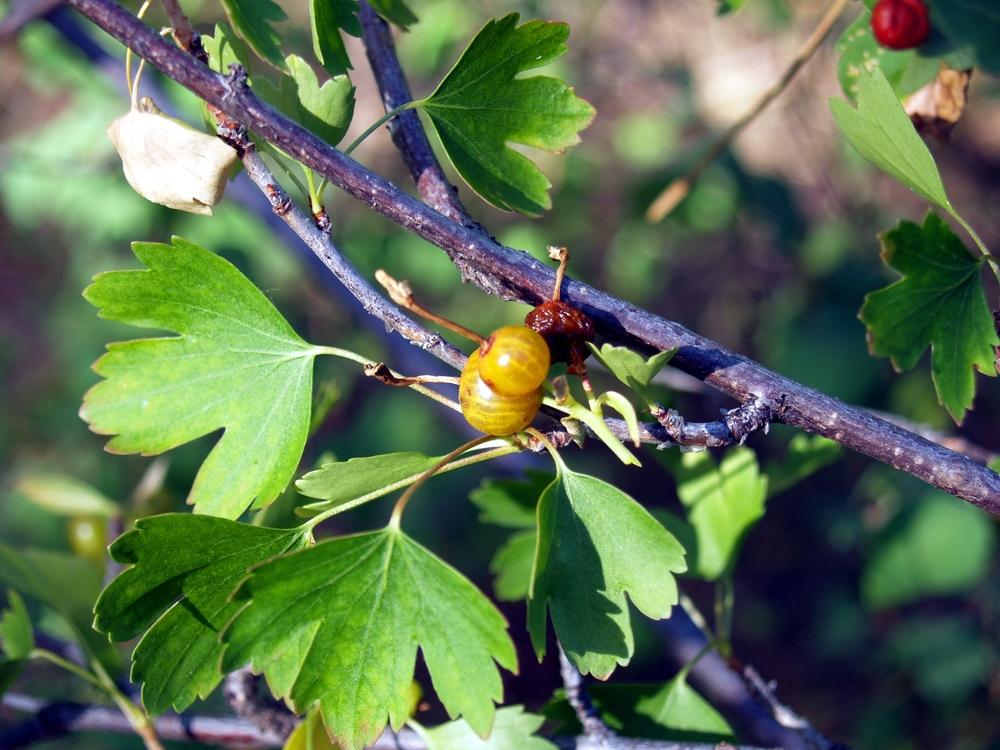 Photo of Clove Currant (Ribes aureum var. villosum) uploaded by admin