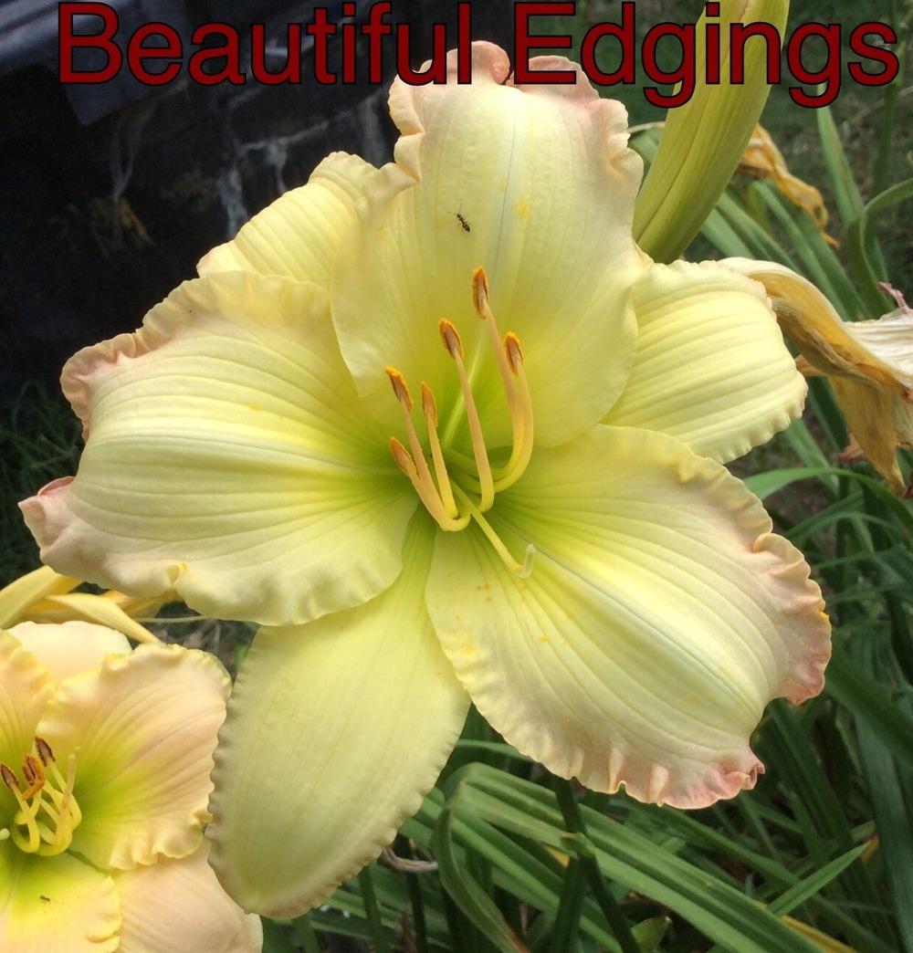 Photo of Daylily (Hemerocallis 'Beautiful Edgings') uploaded by kidfishing
