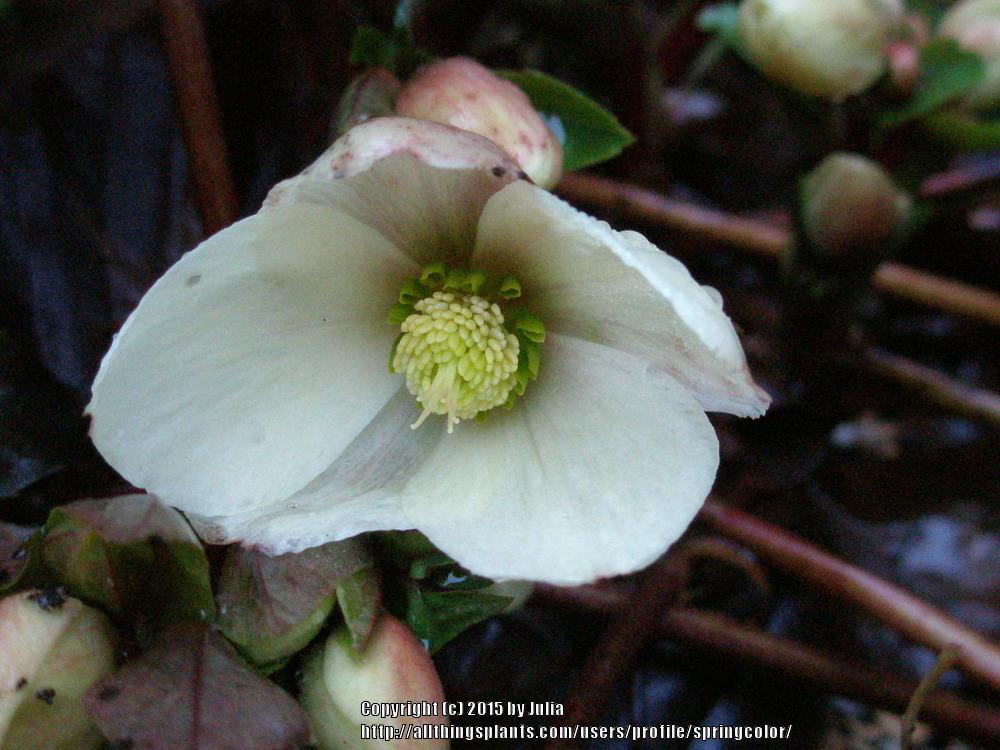 Photo of Hellebore (Helleborus Gold Collection® Champion) uploaded by springcolor
