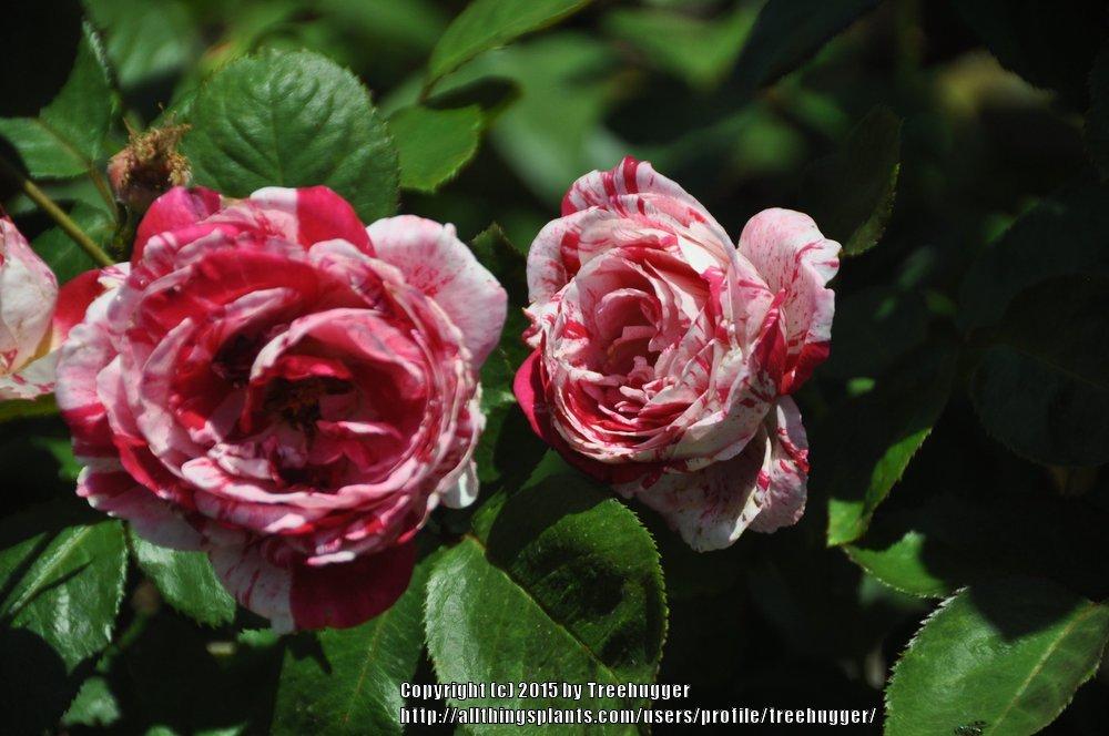 Photo of Rose (Rosa 'Scentimental') uploaded by treehugger