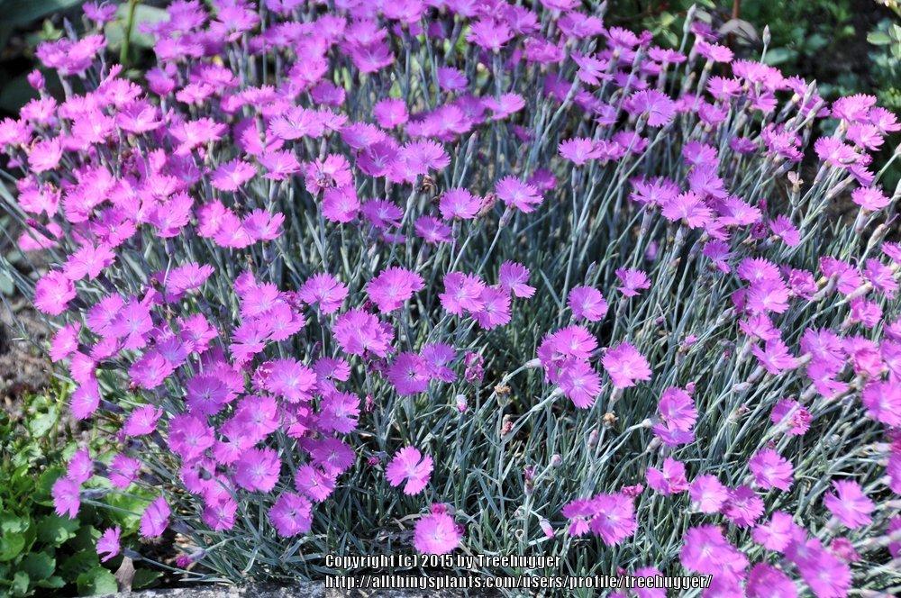 Photo of Cheddar Pink (Dianthus gratianopolitanus 'Feuerhexe') uploaded by treehugger