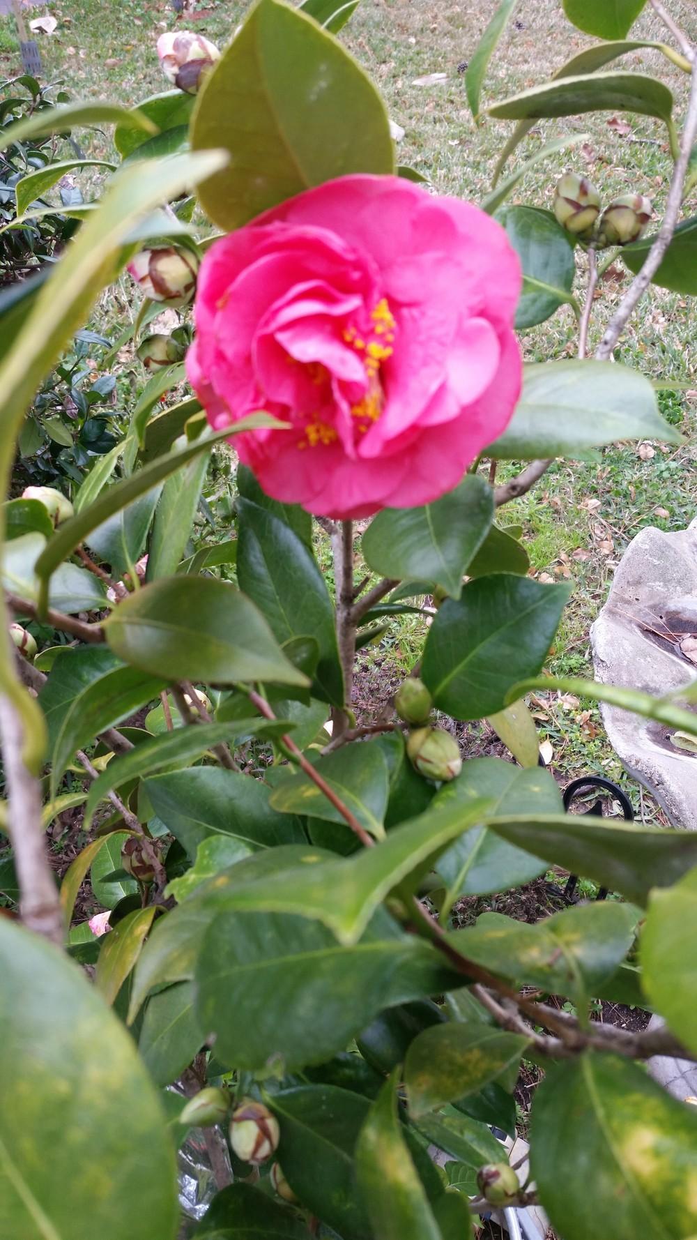 Photo of Camellias (Camellia) uploaded by value4dollars
