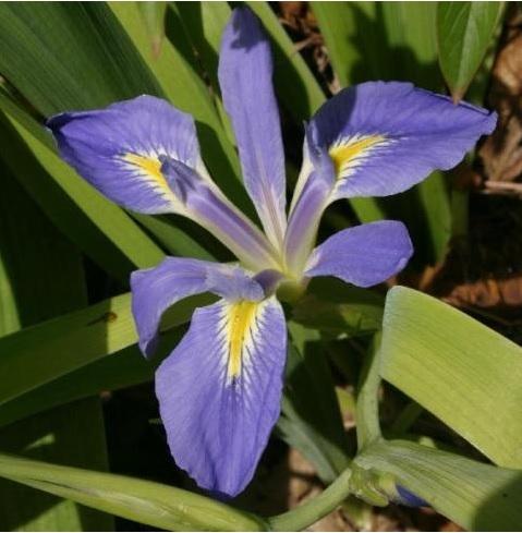 Photo of Species Iris (Iris brevicaulis) uploaded by Calif_Sue