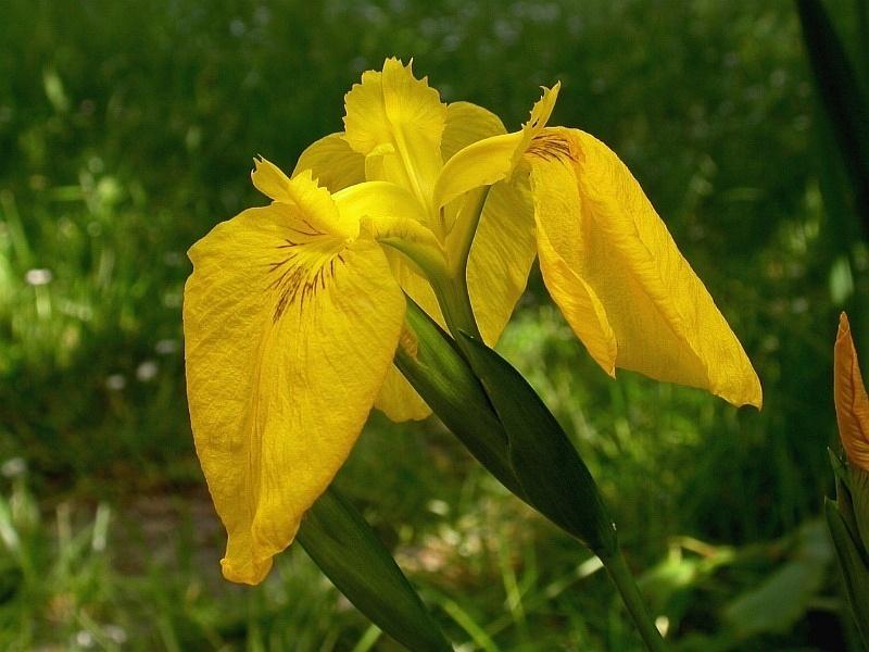 Photo of Yellow Flag (Iris pseudacorus) uploaded by Calif_Sue