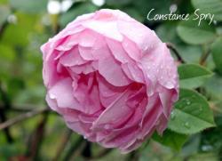 Thumb of 2015-01-12/Cottage_Rose/060243