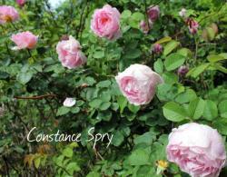Thumb of 2015-01-12/Cottage_Rose/15d0a9