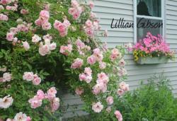 Thumb of 2015-01-12/Cottage_Rose/1c304d