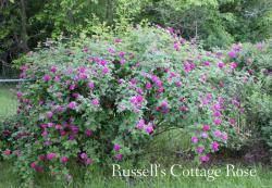 Thumb of 2015-01-12/Cottage_Rose/416cd9