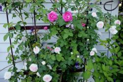 Thumb of 2015-01-12/Cottage_Rose/8a1ca5