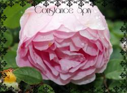 Thumb of 2015-01-12/Cottage_Rose/8f5035