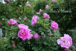 Thumb of 2015-01-12/Cottage_Rose/cb917a