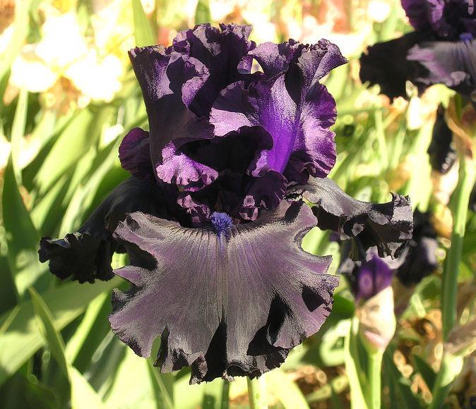 Photo of Tall Bearded Iris (Iris 'One More Night') uploaded by Misawa77